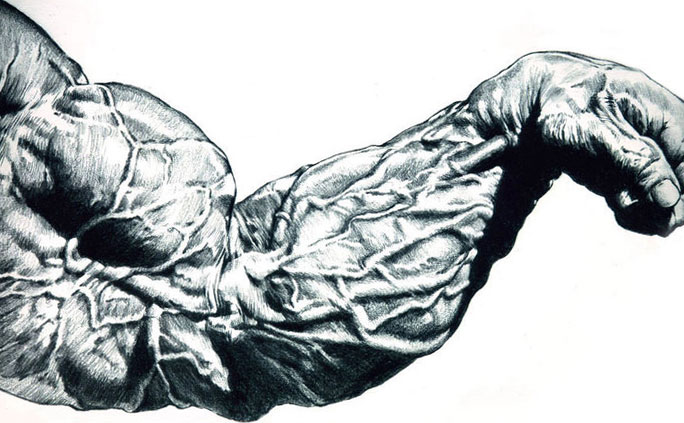 Как накачать локтевые мышцы. Анатомия мышц рук