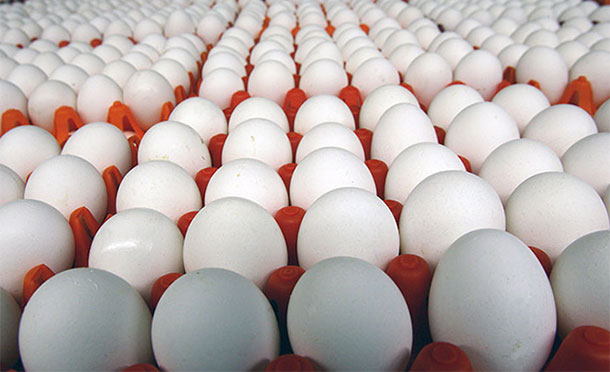 мифы про чрезмерное употребление яиц
