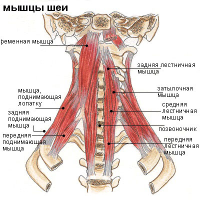 Анатомия шеи