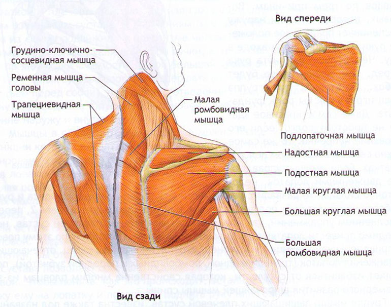 Мышцы плеч